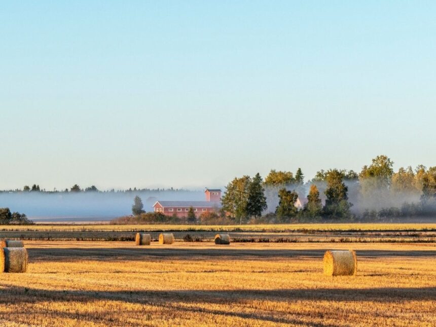 Tarjouspyyntö kaupungin vuokrapelloista