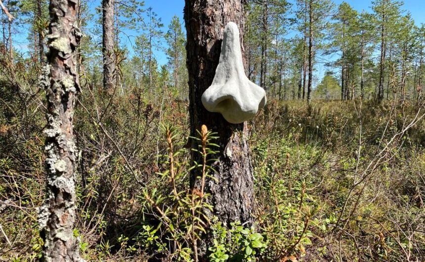 Taideopiskelijat toteuttivat taideteoksia suoluontopolulle Hämeenkankaalla