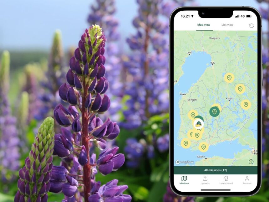 Kankaanpäässä kartoitetaan vieraslajeja mobiilipelin avulla