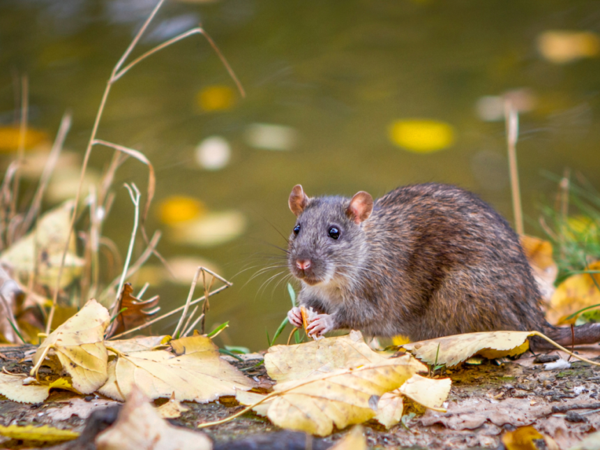 Kankaanpään ympäristöpalveluiden ohjeita rottien torjuntaan
