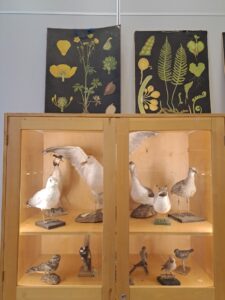 Vitriineissä täytettyjä lintuja ja vitriinien päällä perinteisiä opetustauluja kasveista.