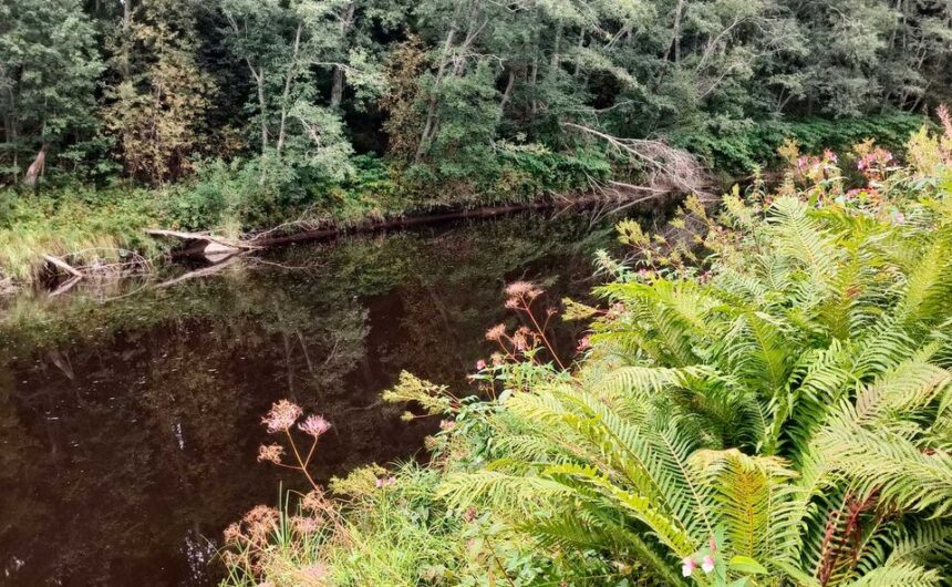 karvianjoki_kuva_Lotta_Mäkinen Karvianjoen rantaa