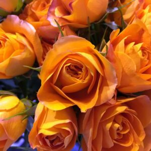 oranssit_ruusut Onnea syksyn 2025 uusille ylioppilaille!