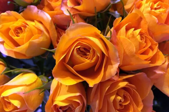 Onnea syksyn 2025 uusille ylioppilaille!