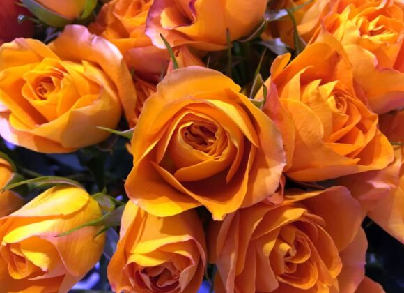 Onnea syksyn 2025 uusille ylioppilaille!