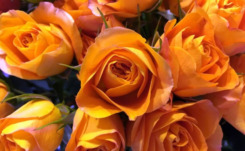 Onnea syksyn 2025 uusille ylioppilaille!