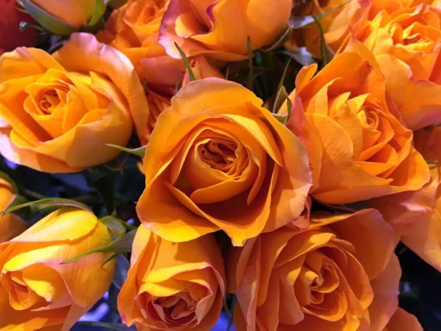 Onnea syksyn 2025 uusille ylioppilaille!