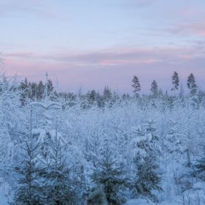 talvimaisema talvinen metsämaisema