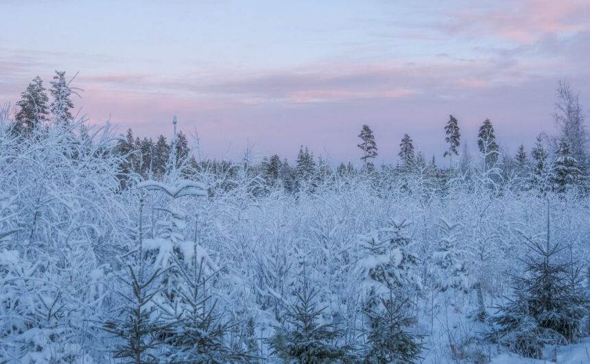 talvimaisema talvinen metsämaisema