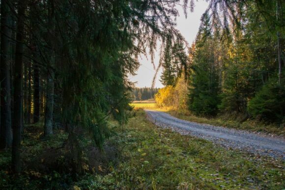 hiekkatie, ympärillä metsää, horisontissa peltomaisema.